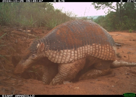 Maior que muito humano, tatu que se esconde em plantação é protegido até por gigante da celulose