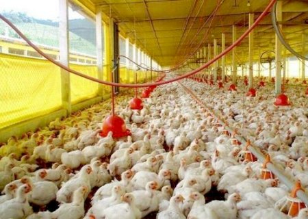 Setor av&iacute;cola bate recorde com 49,6 mil toneladas de frango exportadas