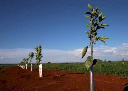 Cr&eacute;dito de R$ 20 milh&otilde;es na citricultura acelera meta de carbono neutro em MS