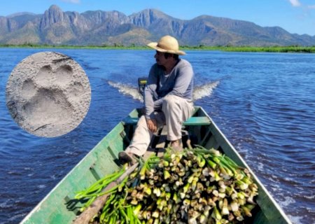 Ribeirinhos usam rojões para afastar onça e pedem cerca elétrica ou alambrado em comunidade no Pantanal