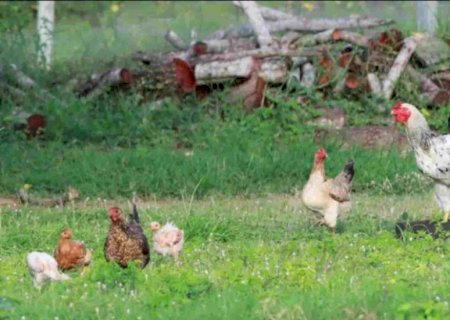 Ministério da Agricultura descarta caso em Jardim e MS zera suspeitas de gripe aviária 