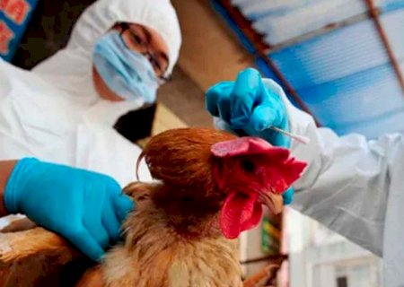 Gripe aviária: Brasil confirma dois focos e investiga seis casos