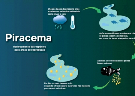 Ap&oacute;s piracema, ciclo recome&ccedil;a e mostra a import&acirc;ncia da vida nos rios