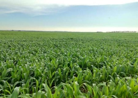 Risco de geada e falta de chuva deixam produtores de milho em alerta em MS