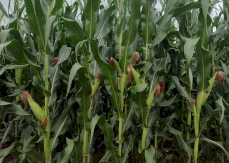 Na reta final da colheita, seca afeta 52% da &aacute;rea plantada em MS