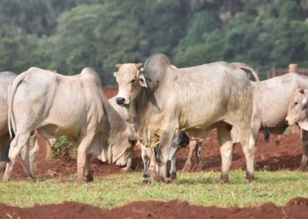 MS conquista status internacional de área livre de febre aftosa