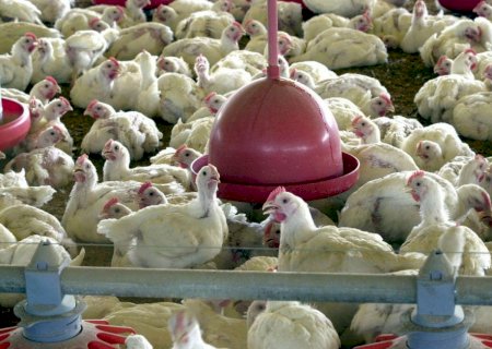 Primeiro foco de gripe aviária em granja comercial é detectado no Brasil
