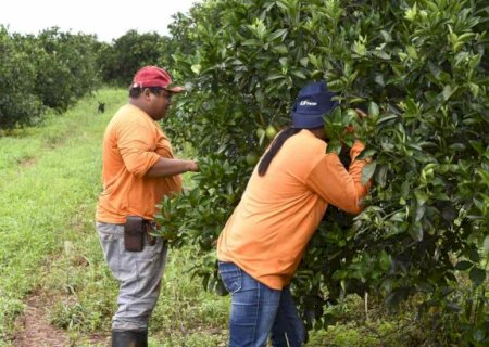 Pomar doméstico ameaça a expansão da citricultura em MS; entenda