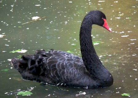 Minas Gerais confirma caso de gripe avi&aacute;ria em cisne negro e decreta emerg&ecirc;ncia animal
