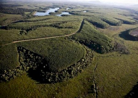 &Aacute;rea de f&aacute;brica de celulose ter&aacute; 1,2 mil hectares de reserva particular