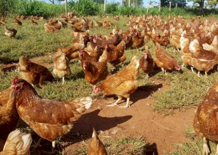MS descarta suspeita de gripe avi&aacute;ria em Terenos