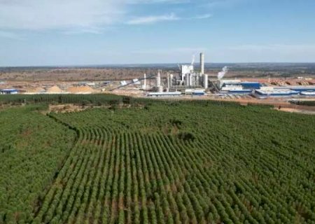 Boom da celulose atrai estrangeiros e eleva preço da terra em até 62,7% em MS