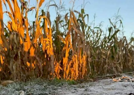 Geada atinge 13 municípios de Mato Grosso do Sul