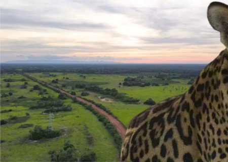 No Pantanal das onças, de quem é o grito de socorro que ninguém está ouvindo?