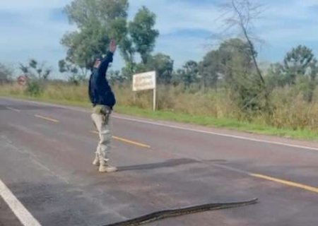 PRF interrompe tr&aacute;fego para garantir travessia segura de sucuri na BR-262