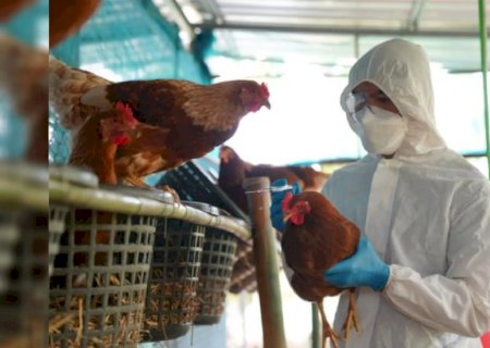 Gripe Aviária: casos suspeitos sobem para dez, mas exportações seguem protegidas
