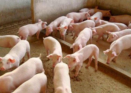 Com &aacute;rea livre de aftosa sem vacina, carne su&iacute;na pode atrair novos mercados