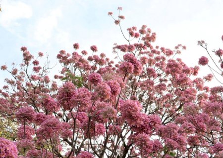 Temperaturas geladas permanecem em MS e máxima não ultrapassa 22°C nesta terça-feira