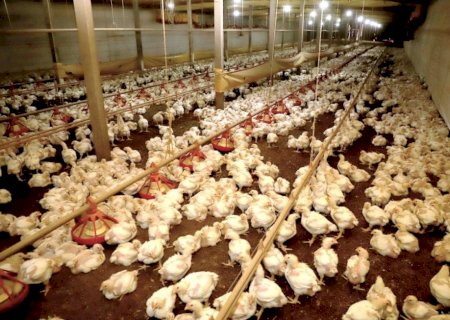 Queda no preço do frango vivo pressiona poder de compra de avicultores