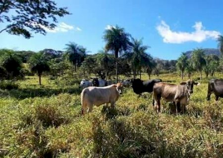 Sob risco de perder terra, maior desafio &eacute; fazer &ldquo;&aacute;rvore geneal&oacute;gica&rdquo; de fazenda