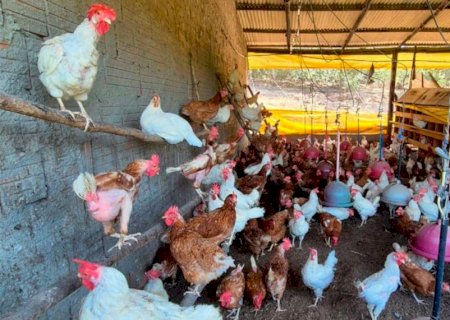 Gripe aviária é tema de ações com a agricultura familiar de MS