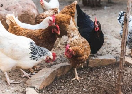 MS refor&ccedil;a combate &agrave; gripe avi&aacute;ria e foca a&ccedil;&atilde;o em pequenos produtores