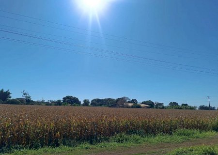 Geadas causam perdas entre 10% e 30% em áreas pontuais, mas safra de milho segue positiva em MS