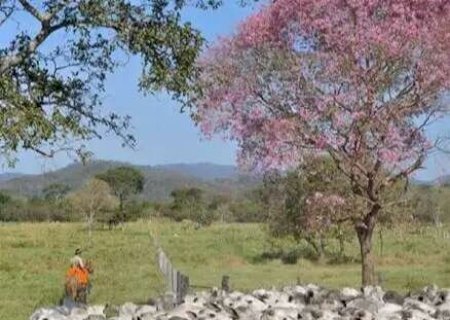MS tem a quarta fazenda mais cara à venda no País: R$ 3,5 bilhões