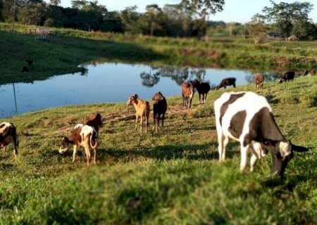 Com uso de IA, projeto de MS prevê fertilidade de novilhas antes da inseminação