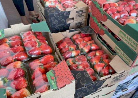 Passada a febre do Morango do Amor, preço da fruta começa a \'voltar ao normal\'