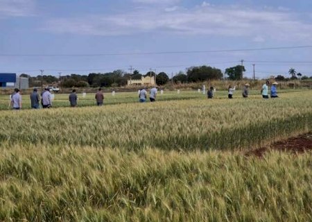 Destaque na d&eacute;cada de 80, cultivo do trigo busca expans&atilde;o em MS com pesquisas