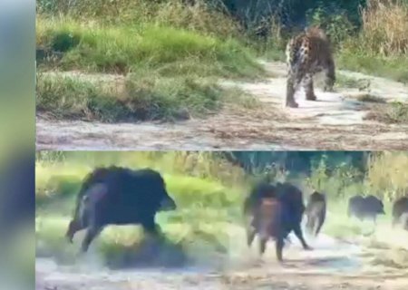 VÍDEO: Câmeras flagram grupo de queixadas perseguindo onça-pintada no Pantanal em MS