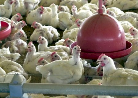 Chile e Arábia Saudita retiram restrição à carne de frango do Brasil