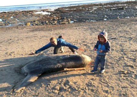 Peixe raro de quase 2 metros encalha em praia na Califórnia
