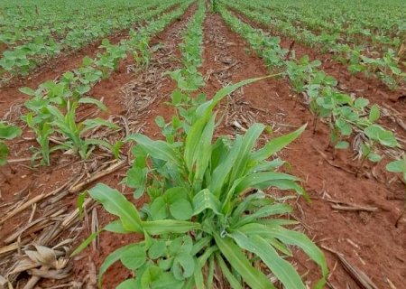 Milho tiguera amea&ccedil;a lavouras de soja e exige manejo rigoroso