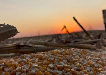 Soja e milho garantem salto de 24% na produ&ccedil;&atilde;o agropecu&aacute;ria de MS