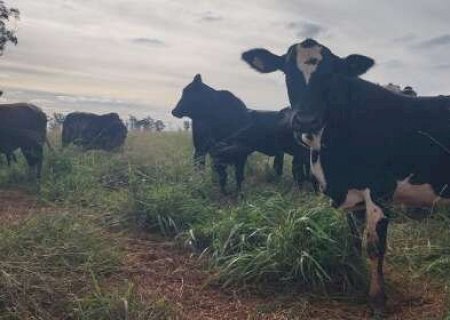 Antecipasto eleva ganho de peso de bovinos na entressafra