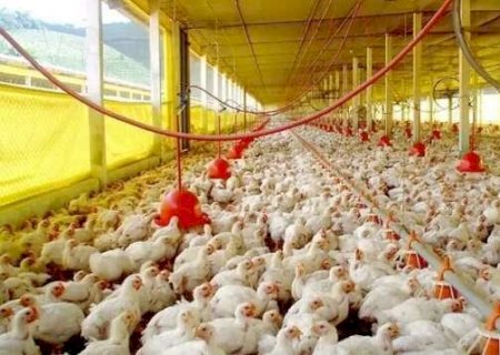 Uni&atilde;o Europeia reconhece o Brasil como livre de gripe avi&aacute;ria