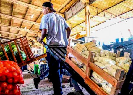 Do campo à mesa: mandioca lidera vendas e Ceasa tem crescimento de 18,78% na comercialização