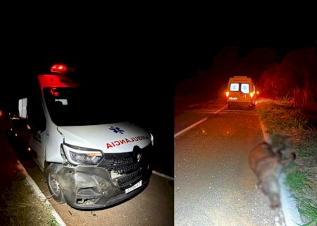 Ambulância de Nova Andradina colide com anta na MS-134; animal morre