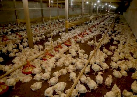 Produ&ccedil;&atilde;o de aves cai em MS, mas valor dos ovos cresce 36%