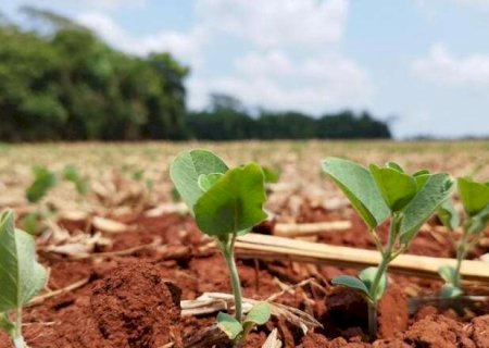 Clima desafia produtores no in&iacute;cio da safra de soja 25/26 em MS