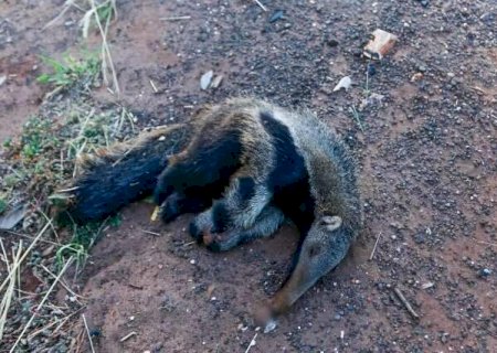 Em 10 anos, atropelamentos mataram 700 antas e 21 on&ccedil;as em MS