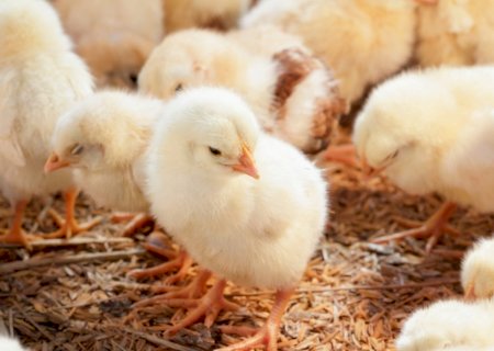 Brasil conquista abertura de seis novos mercados agropecuários em Burkina Faso