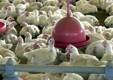 Uni&atilde;o Europeia reabre mercado para carne de frango brasileira