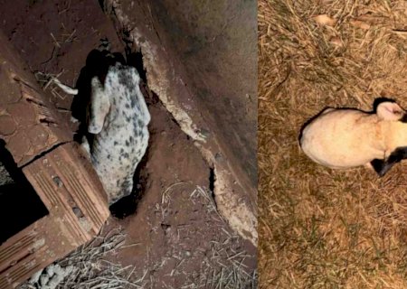 Cadela é encontrada morta e filhotes em situação de maus-tratos são resgatados em Nova Andradina