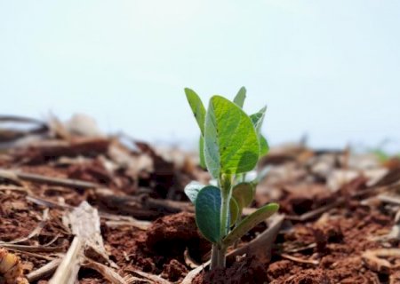 Custo de produ&ccedil;&atilde;o da soja sobe 1,9% e atinge R$ 6.115 por hectare