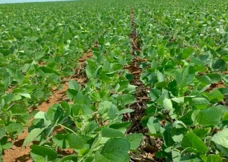 Safra de soja em MS deve crescer 8,1% e atingir 15,2 milh&otilde;es de toneladas