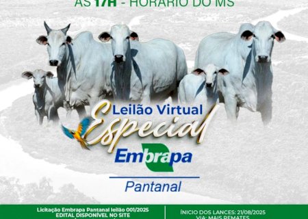 Embrapa realiza leilão virtual de 192 bovinos na sexta-feira