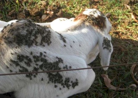 Pesquisa busca solu&ccedil;&otilde;es contra mosca-dos-est&aacute;bulos, que amea&ccedil;a agricultura em MS